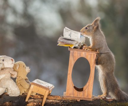 red squirrel reading a book with the text nuts and bear and sheep are watching